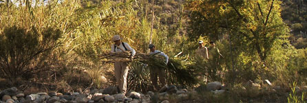 Arundo stand