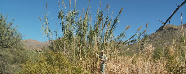Arundo stand