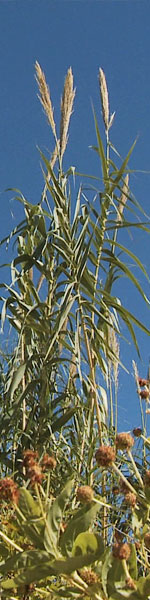 Arundo stand
