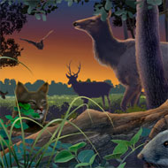 Paul Mirocha scientific illustration
