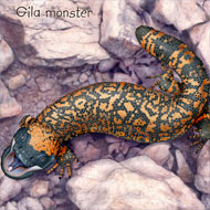 Paul Mirocha scientific illustration
