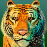 Paul Mirocha scientific illustration