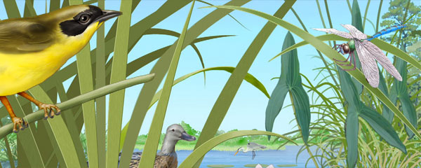Paul Mirocha scientific illustration