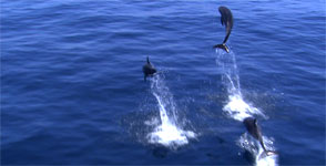 dolphins in the Sea of Cortez