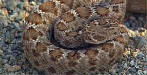 Rattlesnake with no rattle on island in Sea of Cortez