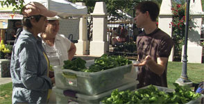 Locally grownlettuce