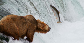 Katmai bear salmon