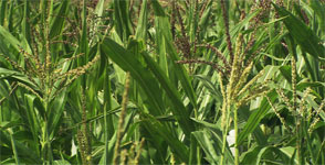 Ethanol