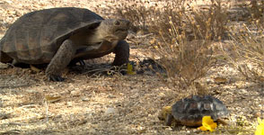 Desert tortoises