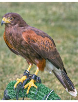 Harris Hawk