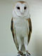 Barn Owl