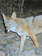 Coyote