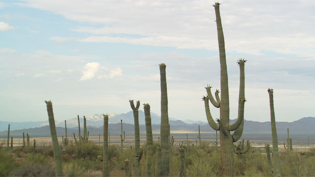 The iconic saguaro