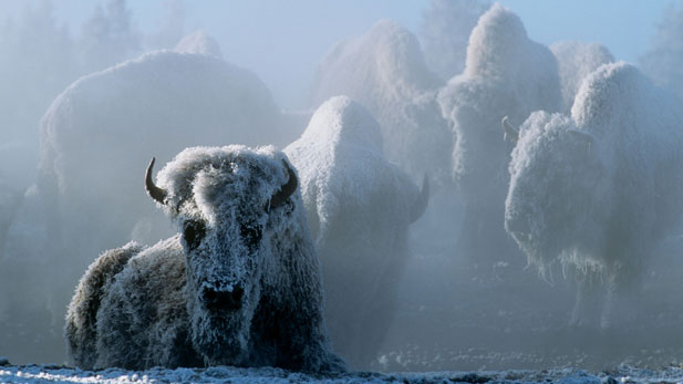 Christmas in Yellowstone