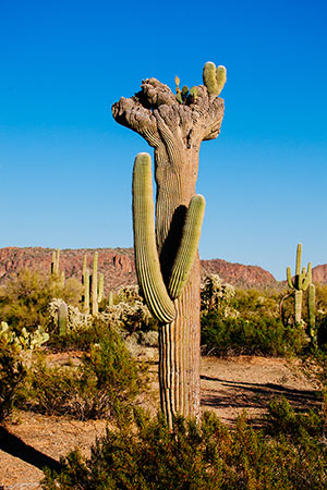 Crested Saguaro