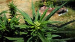 Arizona residents are getting to vote on medical marijuana as part of Proposition 203.