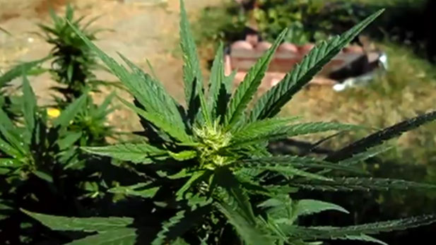 Arizona residents are getting to vote on medical marijuana as part of Proposition 203.
