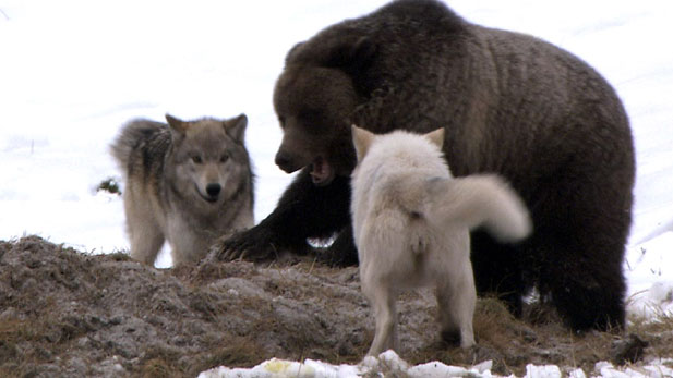 Nature: Clash-Encounters of Bears and Wolves