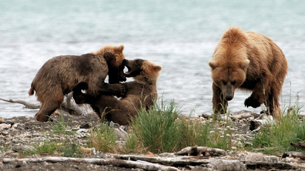 nature_clash_grizzly617x347