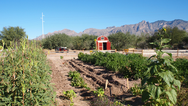 Tucson Village Farm in midtown Tucson.