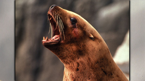 Steller's sea lions are rapidly disappearing from one of the last great wildlife strongholds of the world, and no one knows why.