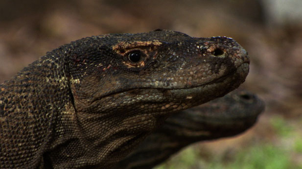 Komodo dragons of Komodo Island can eat 80 percent of their own bodyweight in a single meal. 