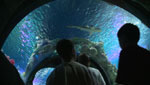Desert Aquariums