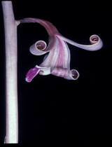 Orchid-1