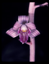 Orchid-2