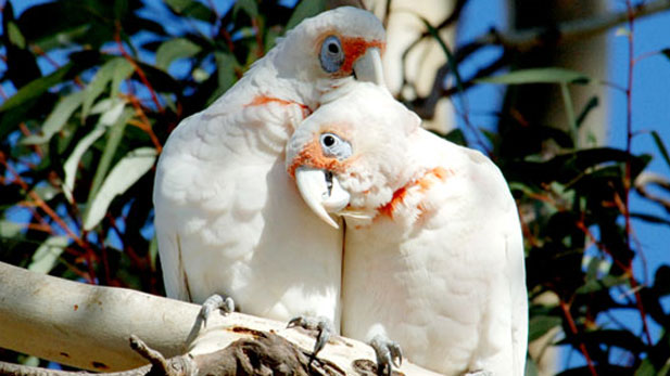 Nature_Parrots in the Land of Oz