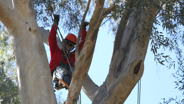 A competitor works his way through a course at the Arizona Tree Climbing Championships.