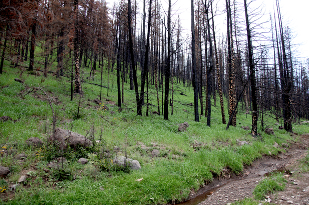forest_hillside-erosion_full forest_hillside-erosion_full