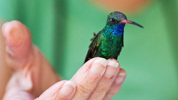 Elissa Fazio and other Hummingbird Monitoring Network volunteers are uncovering the secrets of hummingbirds.