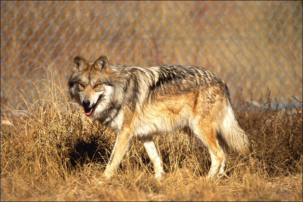 wolf1_fullframe wolf1_fullframe