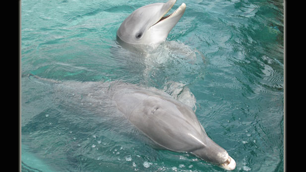 A legendary experiment in dolphin communication is being attempted for the first time in twenty years 