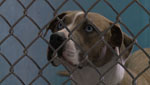 Our state's economic recession has had a big impact on organizations like The Humane Society of Southern Arizona. They now have to work harder to find the funding they need to deal with the ever-growing population of stray, abandoned, and abused animals.
