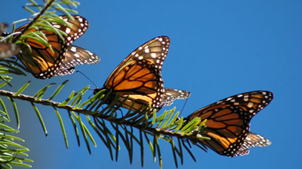 nova_monarchs_resting617x347