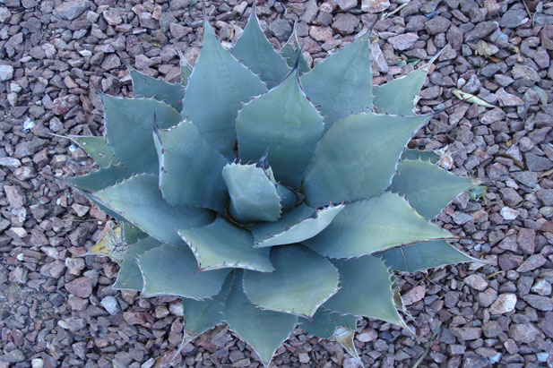 agave-2cff agave-2cff