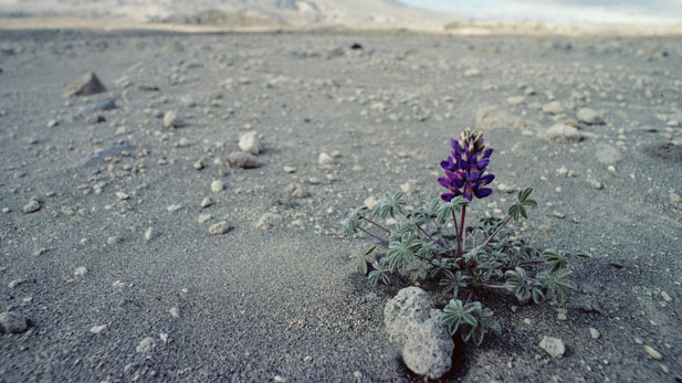 A single lupine plant was the first sign of the return of life on Mt. St. Helens.