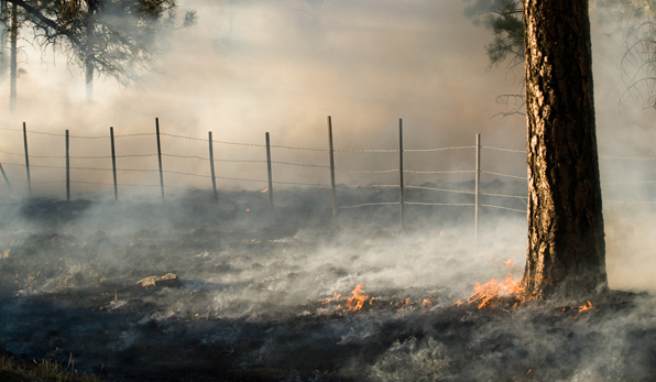 Low-intensity flames from a preventive "burnout" operation meant to stop the Wallow Fire.