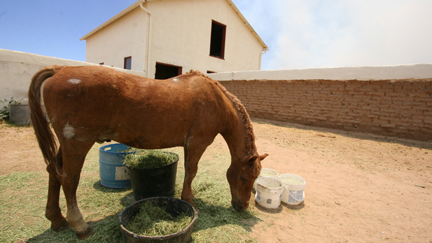 Charlie Horse grazes in his corral on a horse rescue ranch. He was badly burned in the Monument Fire in Southern Arizona's Huachuca Mountains when he panicked and ran into the flames.