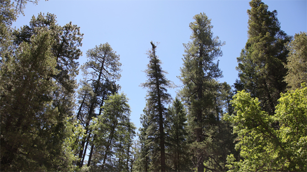 Coronado_forest-canopy_spot