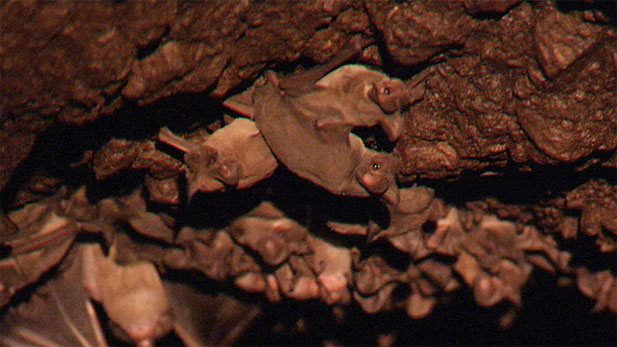 Thousands of migratory bats reside under Tucson bridges during the summer months.