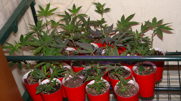 Cuttings from various strains of medical-grade marijuana are growing in a closet.