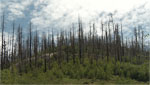 Luis Carrión has an update on the aftermath of the recent rains and Fires.