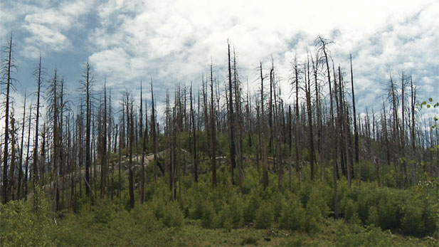 Atop Mount Lemmon, north of Tucson, remnants of wildfire.