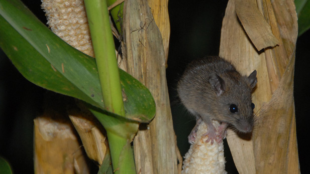 A black rat munches on corn in a field near Zamuang village in northeastern Mizoram.