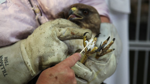 LouRae Whitehead, director of animal care at the Tucson Wildlife Center, applies antibacterial cream to the burned feet of this red-tailed hawk.