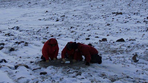 At Mt. Boreas in the Dry Valleys, Peter Webb, Adam Lewis and David Harwood excavate freeze-dried mosses.