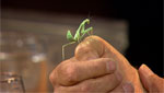 Meet some bug enthusiasts from the Sonoran Arthropod Studies Institute as they share some of the highlights of their living insect collection with Mark McLemore.